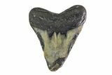 Bargain, Fossil Megalodon Tooth - North Carolina #153036-1
